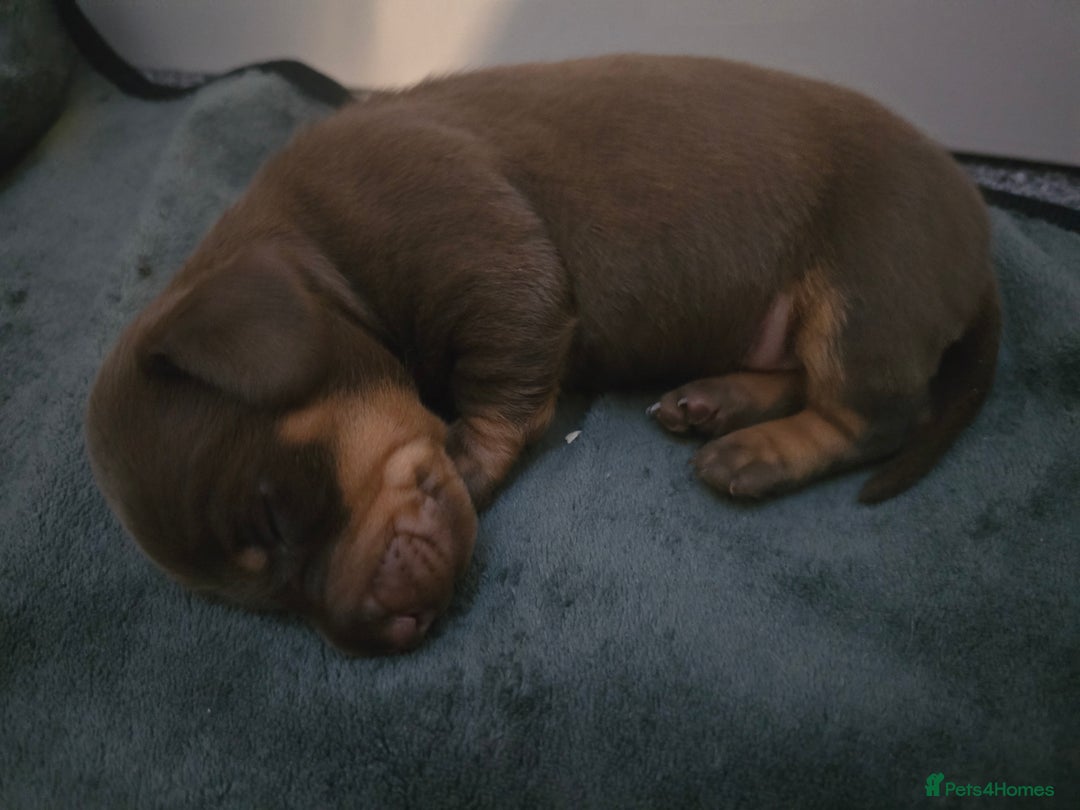 Miniature Dachshund dogs for sale: Galaxy Chocolate: Your Sweetest Adventure Awaits! - Image 21
