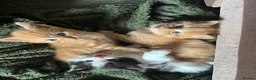 American Shorthair cats for sale: Kittens for sale - Advert 5