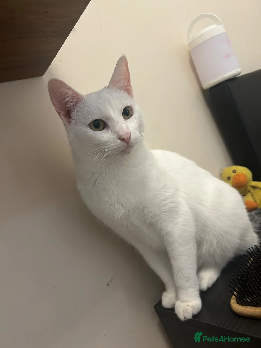 Mixed Breed cats for sale: Mixed breed - Gato - Advert 1