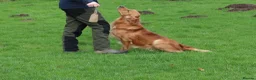 Golden Retriever dogs for stud: Stunning, proven health tested stud dog. - Advert 10