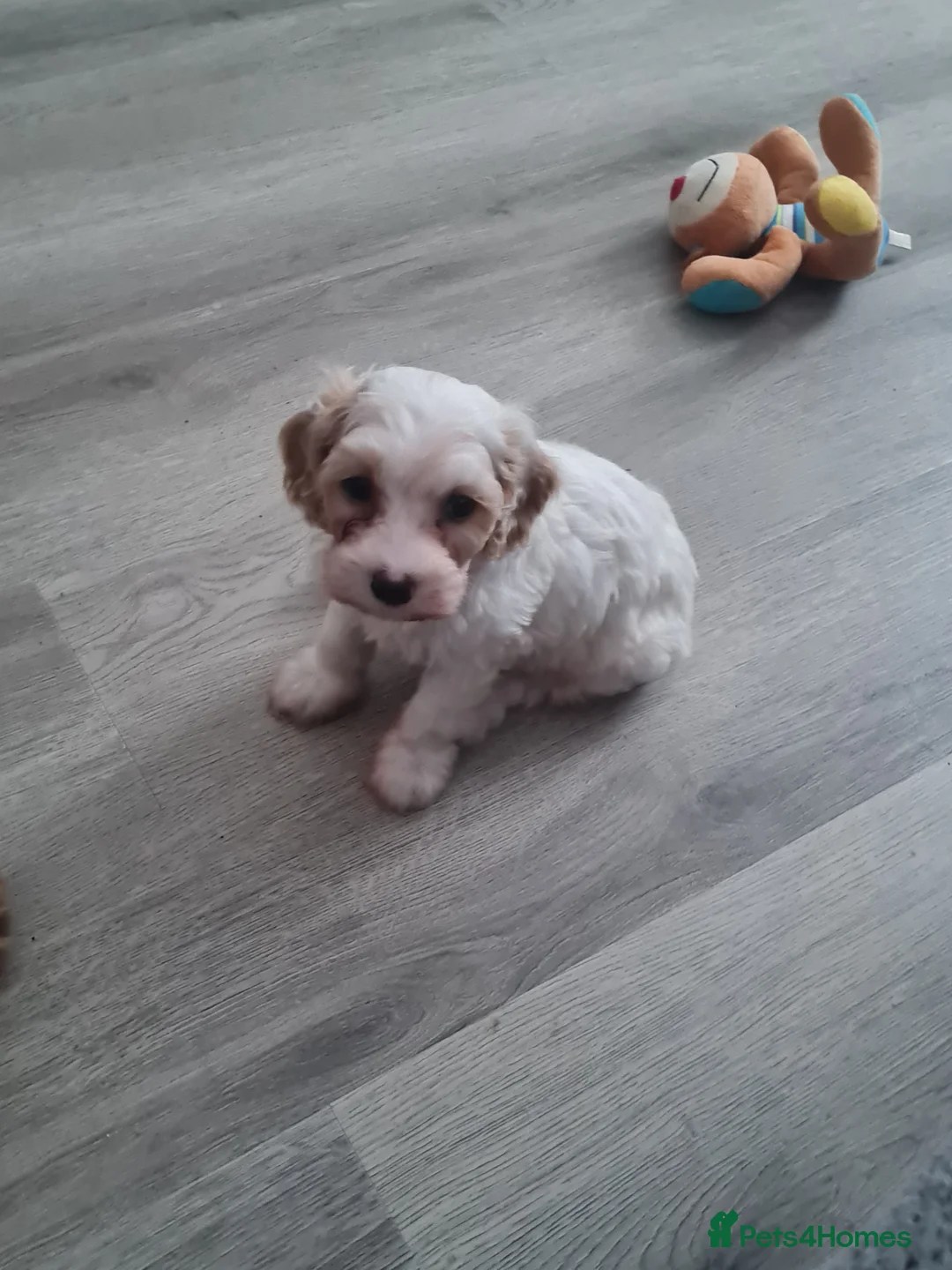 Cavapoo dogs for sale: Beautiful Cavapoo Puppies - Advert 2