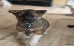 Akita dogs for sale: American akita puppies x10 - Image 16