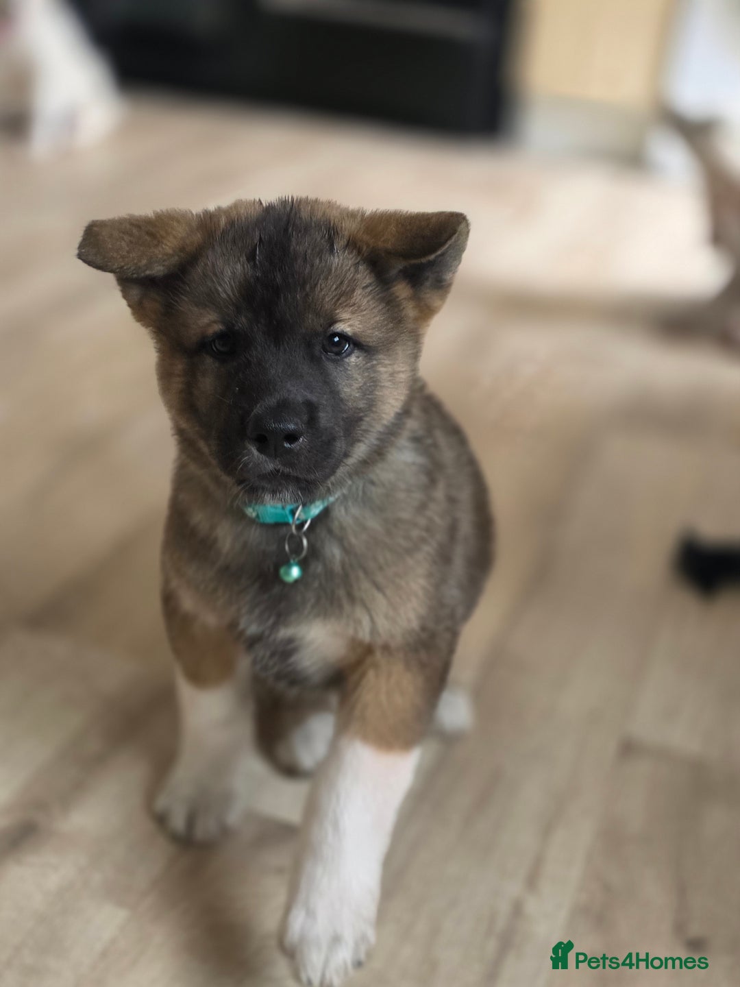 Akita dogs for sale: American akita puppies x10 - Image 16