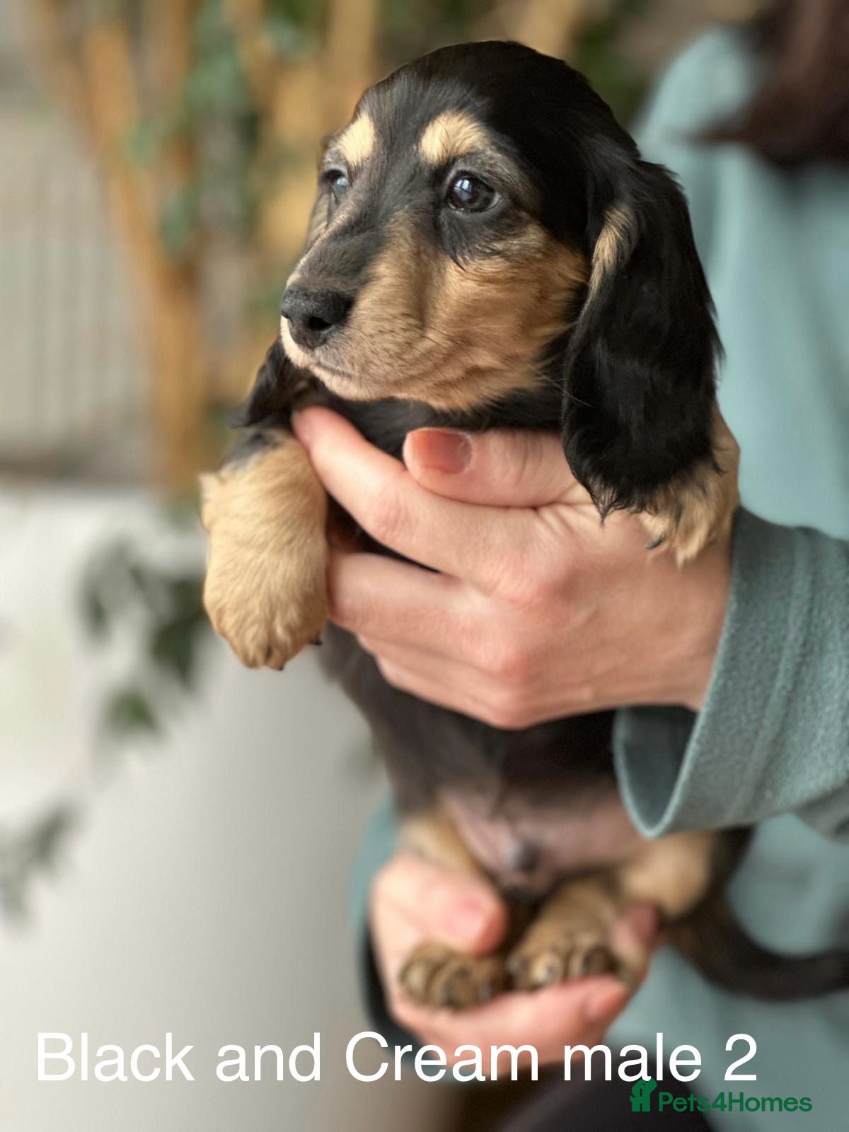 Miniature Dachshund dogs Miniature longhaired dachshund  - Advert 12