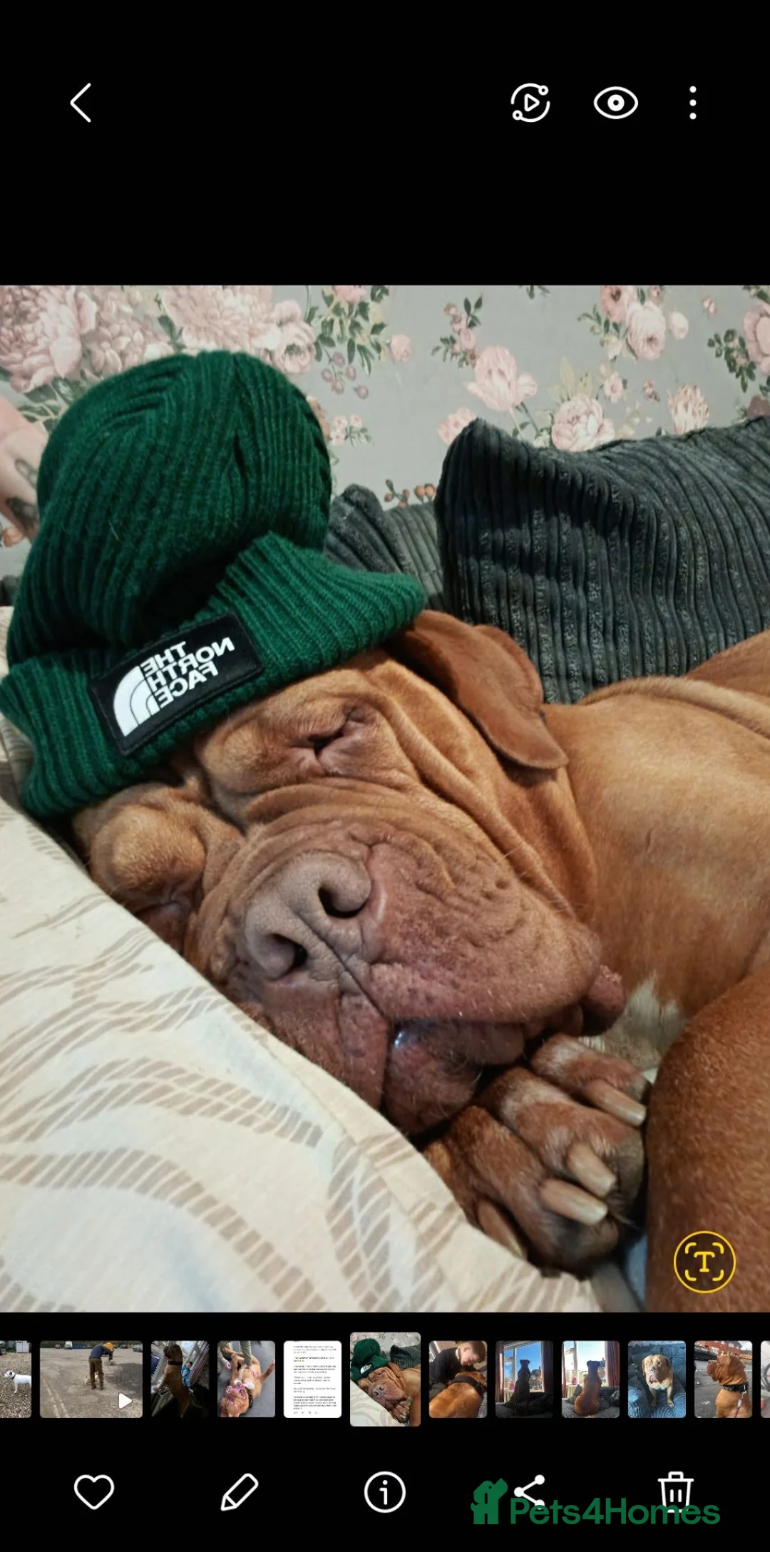 Dogue De Bordeaux dogs for sale: TINKERBELL 5 YEAR OLD DOGUE DE BORDEAUX  - Advert 8