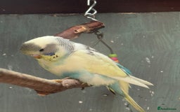 Budgerigars birds for sale: 6 to 8 weeks baby budgies and some adults males. - Image 2