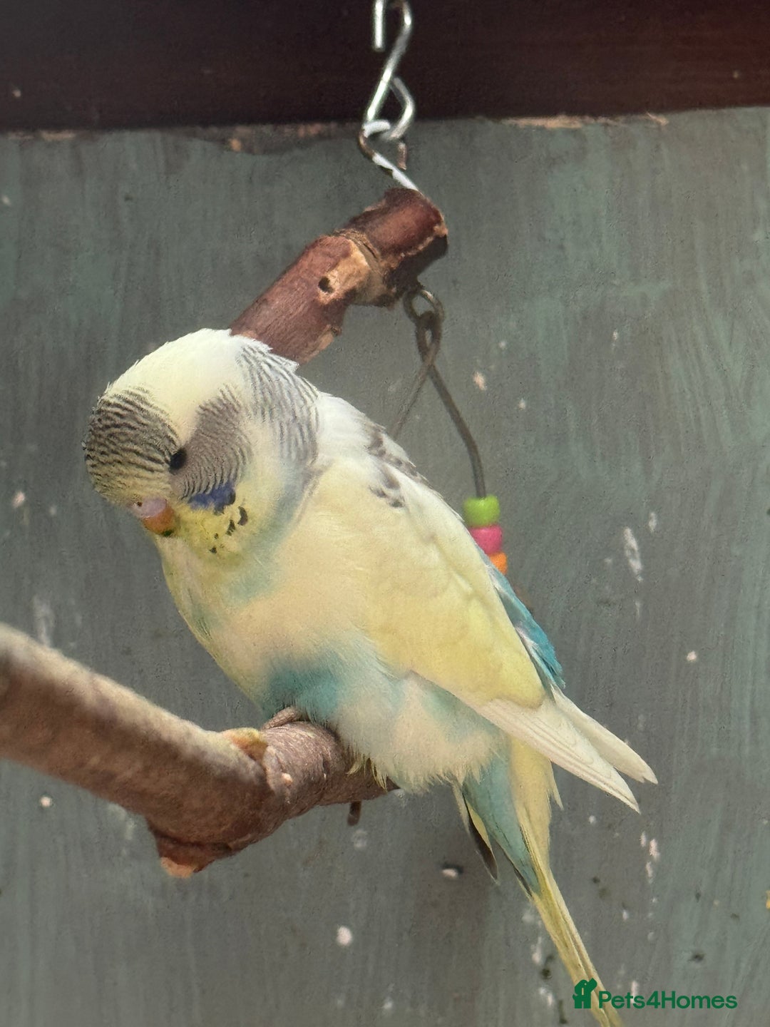 Budgerigars birds for sale: 6 to 8 weeks baby budgies and some adults males. - Image 2