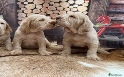 Italian Spinone dogs for sale: ITALIAN SPINONE WAITING LIST OPEN -DUE OCT - Image 10