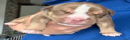 Olde English Bulldogge dogs for sale: Beautiful old English Bulldog Puppies for sale  - Advert 3