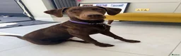 Labrador Retriever dogs for sale: Winston – 6-Month-Old Chocolate Labrador in Addlestone - Advert 4