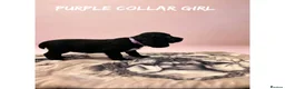 Cocker Spaniel dogs for sale: Working cocker spaniel puppies  - Advert 22