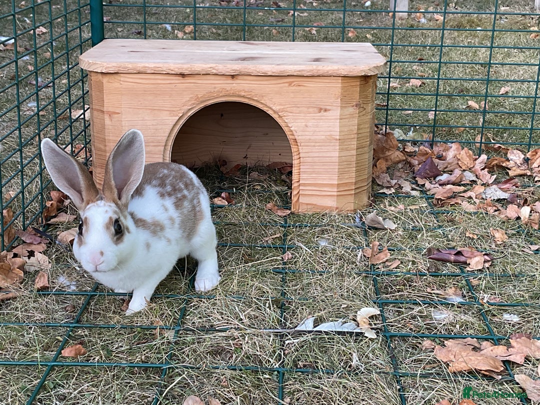 Rex rabbits for sale: Friendly velvety rex rabbits for sale - Image 28