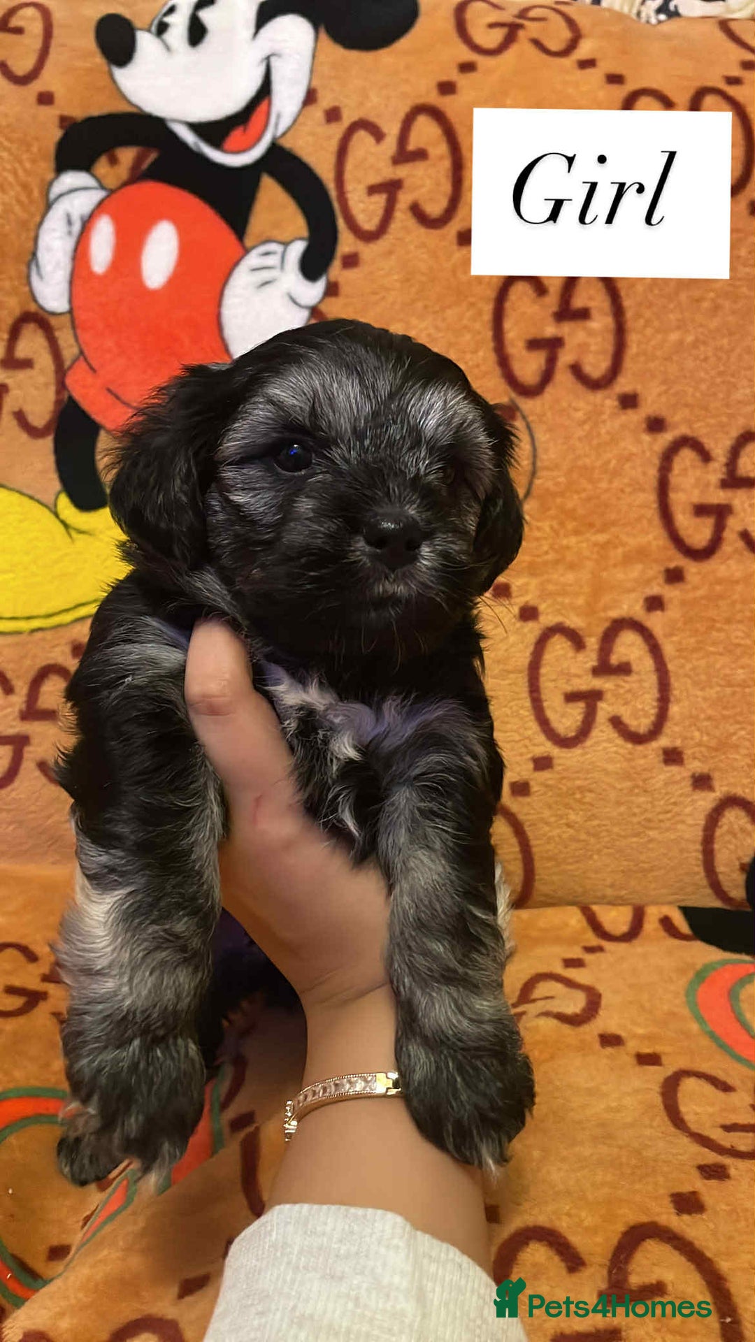 Bichon Frise dogs for sale:  ** s for  **  from your family  - Image 5