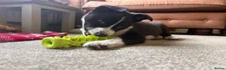 Border Collie dogs for sale: Border Collie Pups - Advert 3