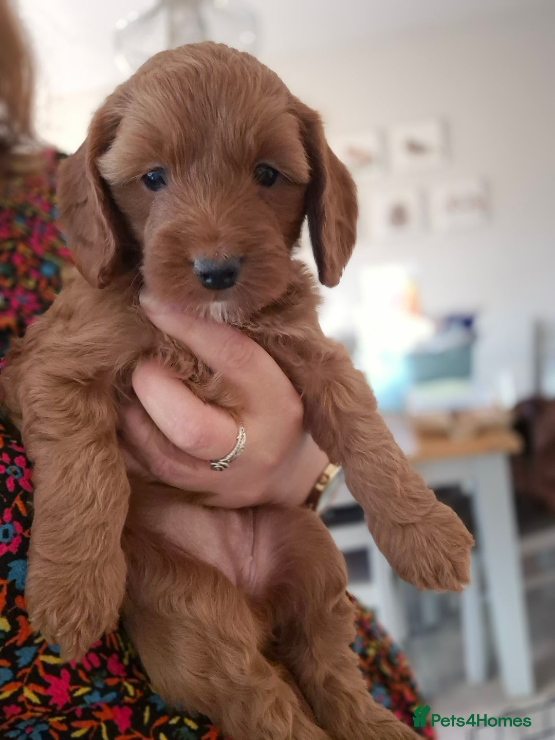 Cockapoo dogs for sale: Cockapoo pups for sale - Image 4
