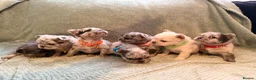 French Bulldog dogs for sale: Best in west mids.5 star full fluffy litter - Advert 11