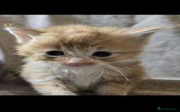 Maine Coon cats for sale: Beautiful supper fluffy mainecoon cross kittens - Image 3