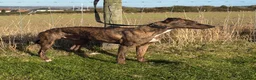 Lurcher dogs for sale: Cracking lurcher dog  - Advert 8