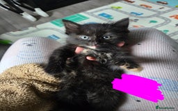 Domestic Shorthair cats for sale: Kittens - Image 6