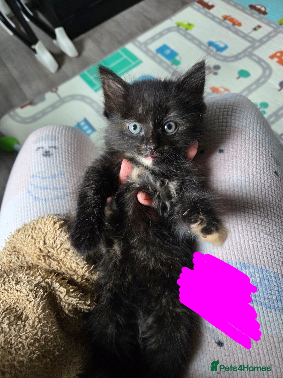 Domestic Shorthair cats for sale: Kittens - Image 6