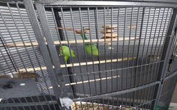 Ringnecks birds for sale: Ringneck bonded pair male and female 19 month - Image 2