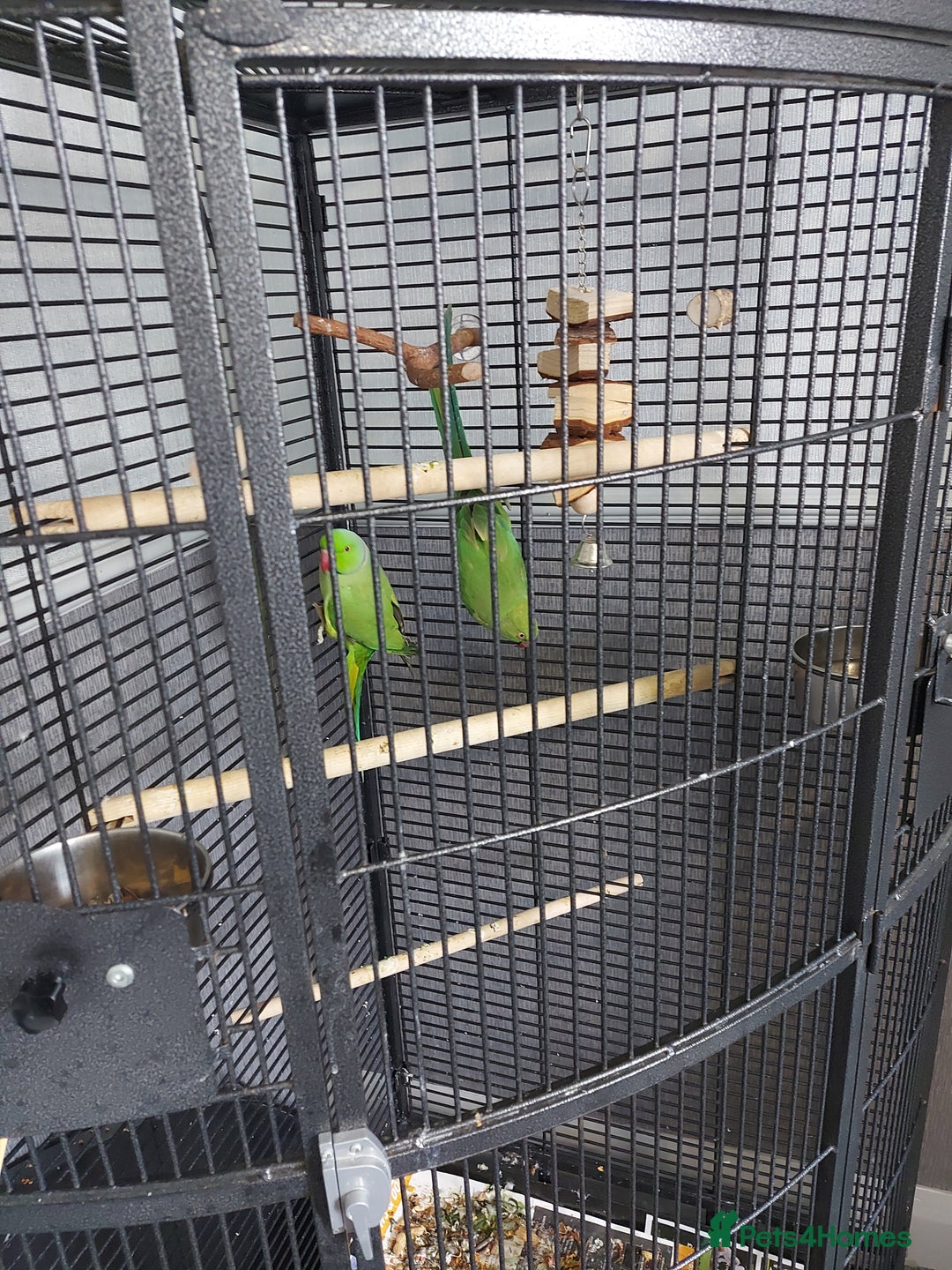 Ringnecks birds for sale: Ringneck bonded pair male and female 19 month - Image 2