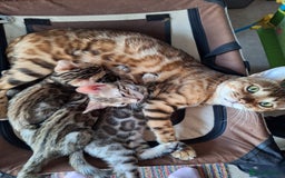 Bengal cats for sale: Beautiful Pedigree Bengal Kittens for sale  - Image 6