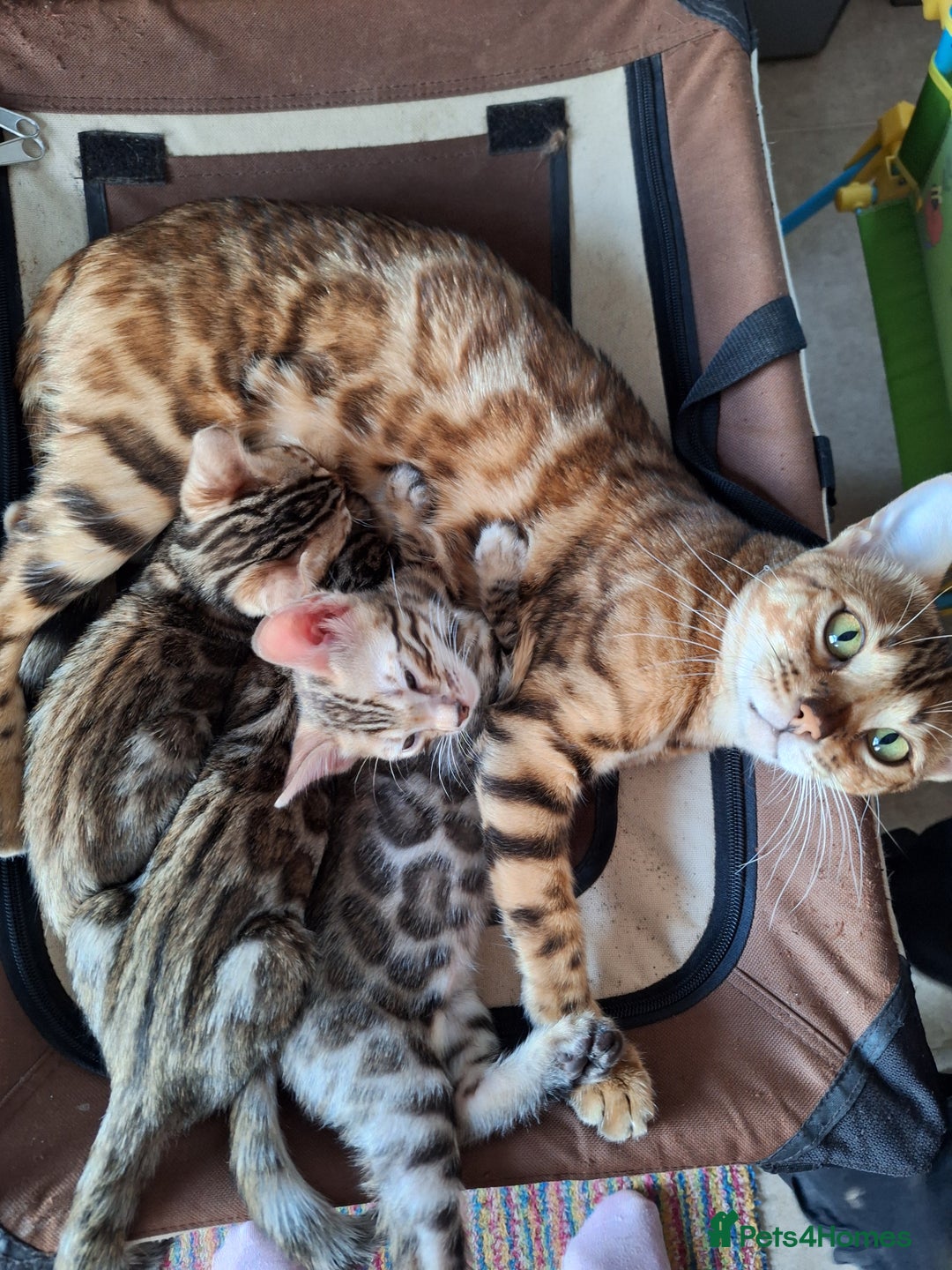 Bengal cats for sale: Beautiful Pedigree Bengal Kittens for sale  - Image 6