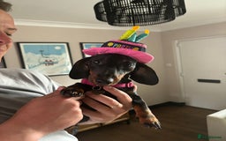 Miniature Dachshund dogs for sale: Coco needs a new home🩷🏡 - Image 10