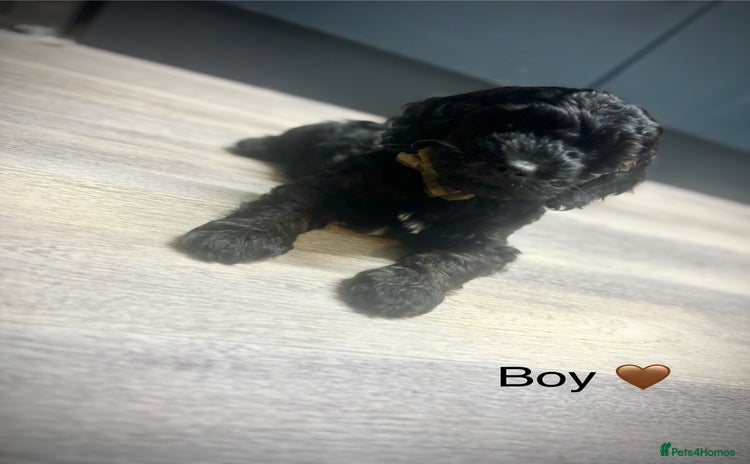 Cockapoo dogs - Advert 7