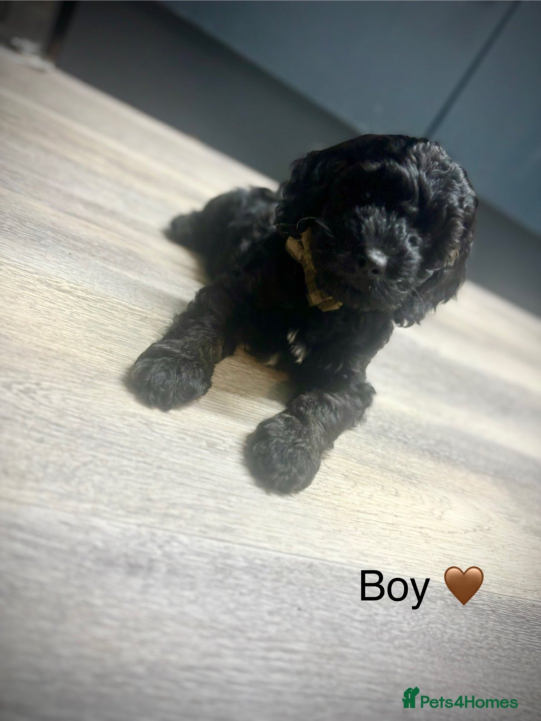Cockapoo dogs for sale: F1 cockapoos LAST BOY🤎🤎 - Image 1