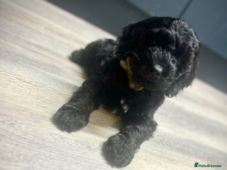 Cockapoo dogs - Advert 2