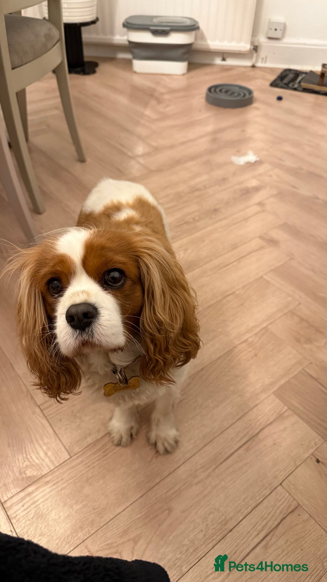 Cavalier King Charles Spaniel dogs for sale: Loving Female Cavalier  Looking for a New Home in Orpington - Image 3