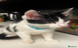 Mixed Breed cats for sale: Beautiful mixed Boy - Advert 2