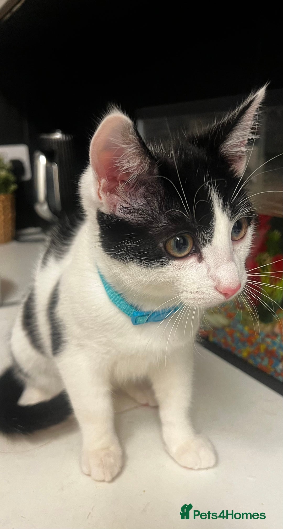 Mixed Breed cats for sale: Beautiful mixed Boy - Advert 2