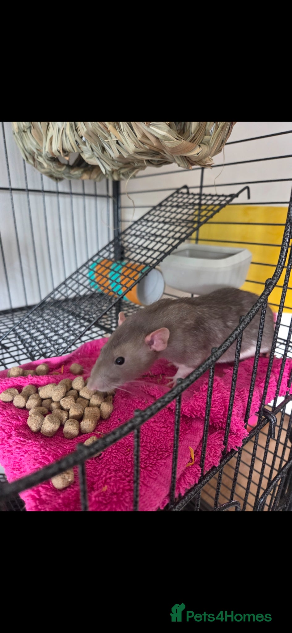 Rat rodents 2 x fancy rats mate gorgeous full set up - Advert 2
