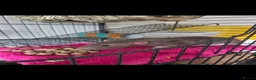 Rat rodents for sale: 2 x fancy rats mate gorgeous full set up - Advert 1