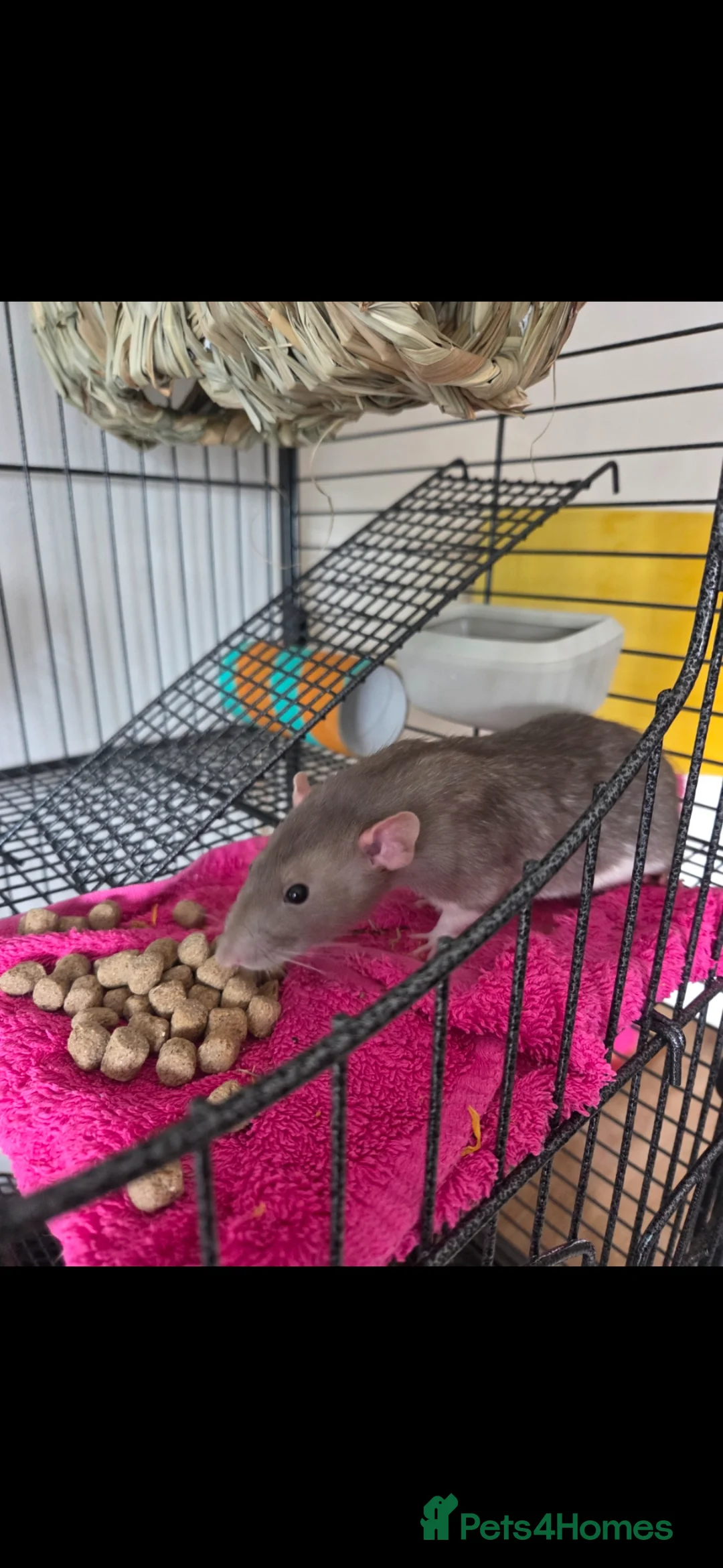 Rat rodents for sale: 2 x fancy rats mate gorgeous full set up - Advert 1