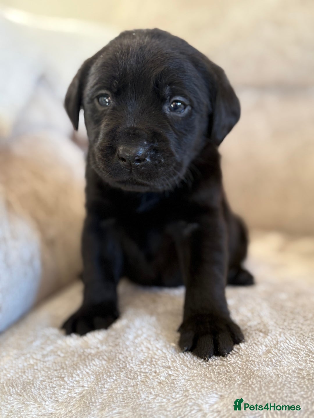 Labrador Retriever dogs for sale: Stunning Labrador puppies - Advert 4