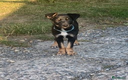 Mixed Breed dogs for sale: Collie x Huntaway - Image 12