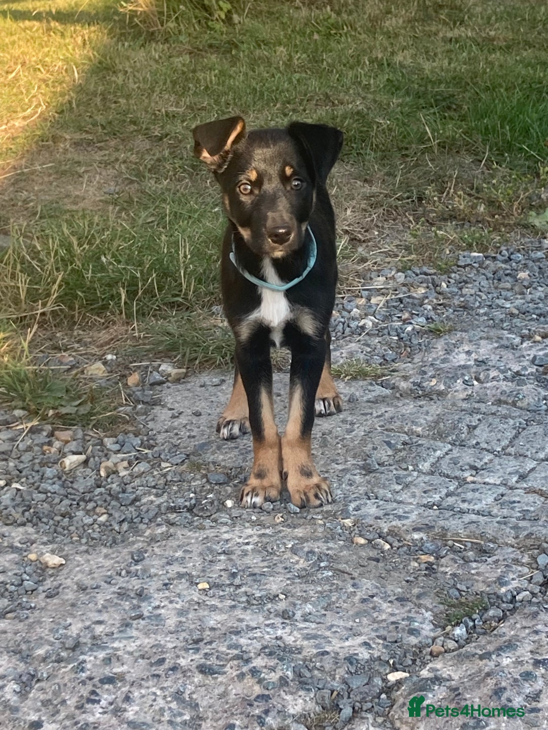 Mixed Breed dogs for sale: Collie x Huntaway - Image 12