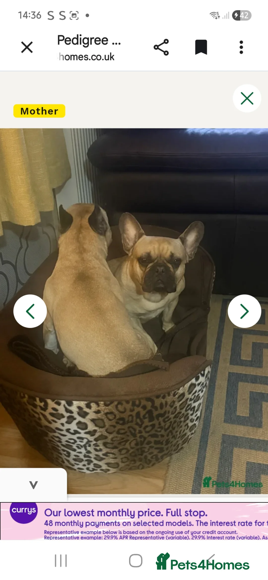 French Bulldog dogs for sale: Stunning Frenchie girl pup - Advert 8
