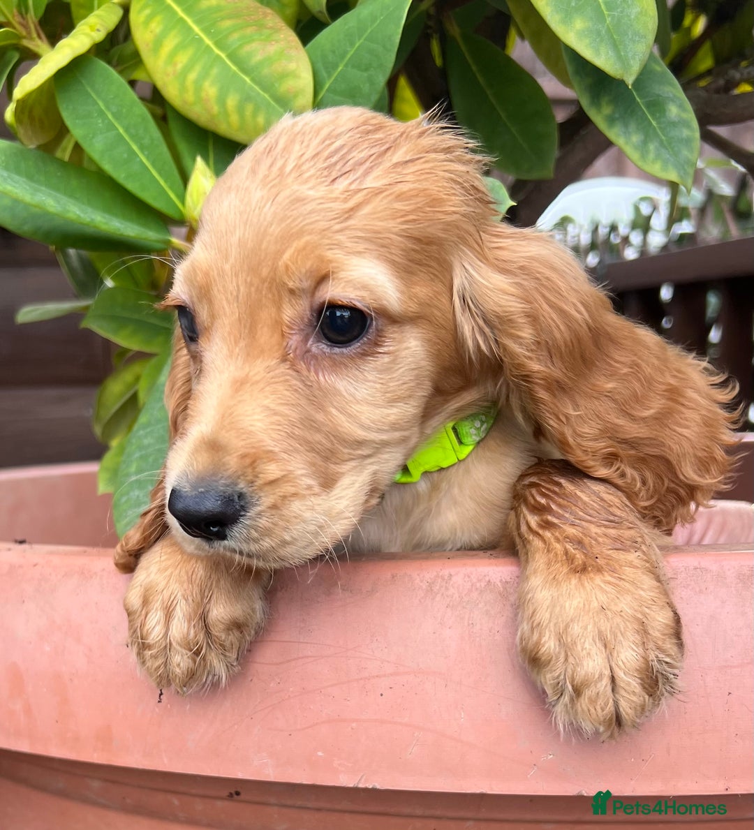 Cocker Spaniel dogs for sale: Working cocker spaniels  - Image 4