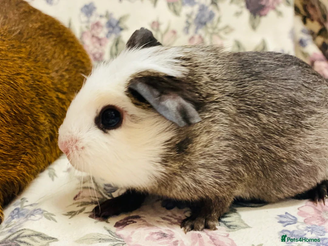 Guinea Pig rodents for sale: Pretty mix of male guineapig babies and youngsters - Advert 4