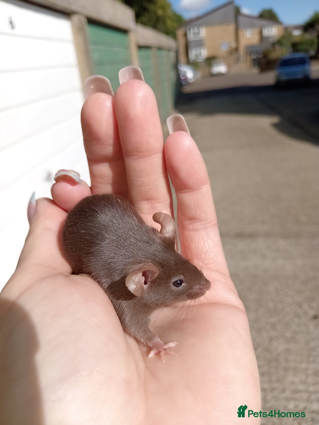 Mouse rodents for sale: Male fancy mice for sale  - Image 2