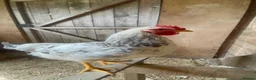 Chickens poultry for sale: Beautiful 3 month old cockerel for sale  in Melton Mowbray - Advert 5