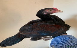Chickens poultry for sale: Pure Miawali Aseel Stags  - Image 1