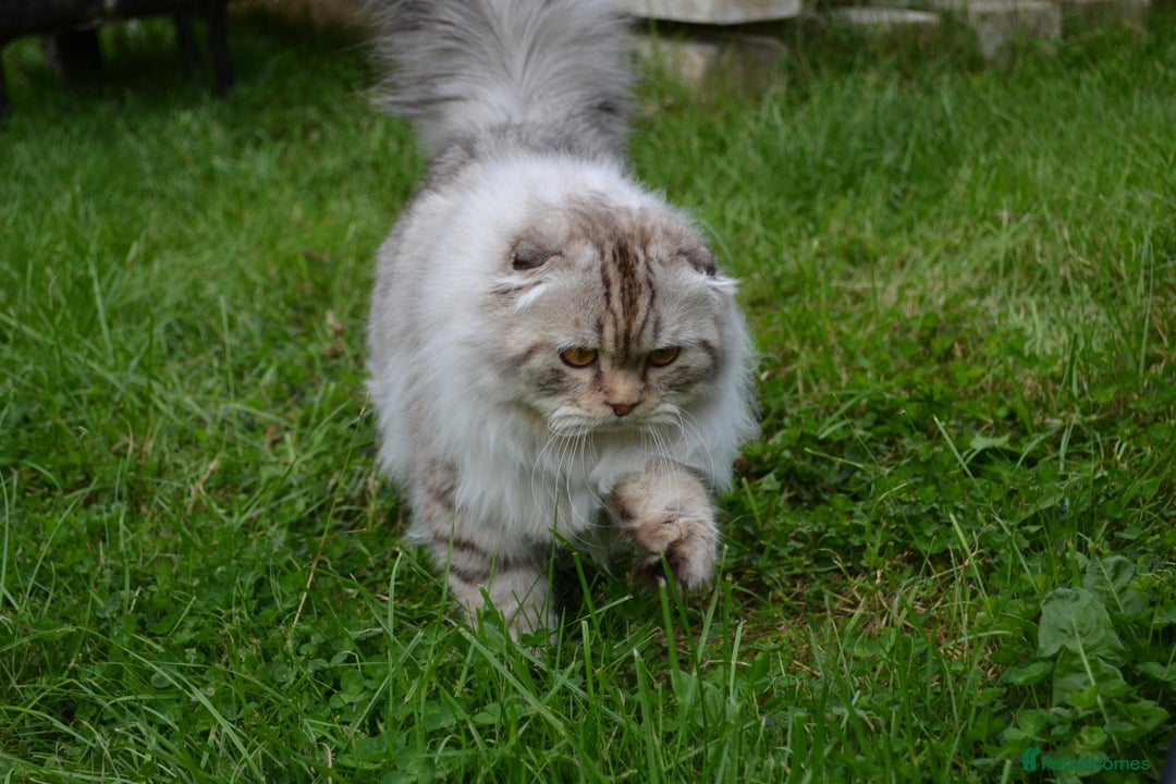 Scottish Fold cats for sale: The sweetest Folded ear boy on the world😻❤️ in Grimsby - Image 8