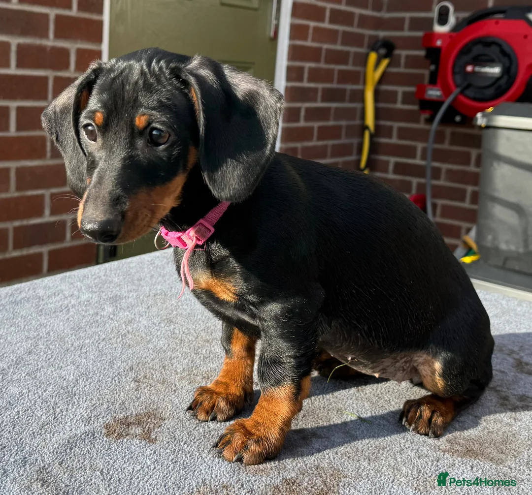 Dachshund dogs for sale: Dachshund puppies standard, wired-haired & smooth - Advert 22