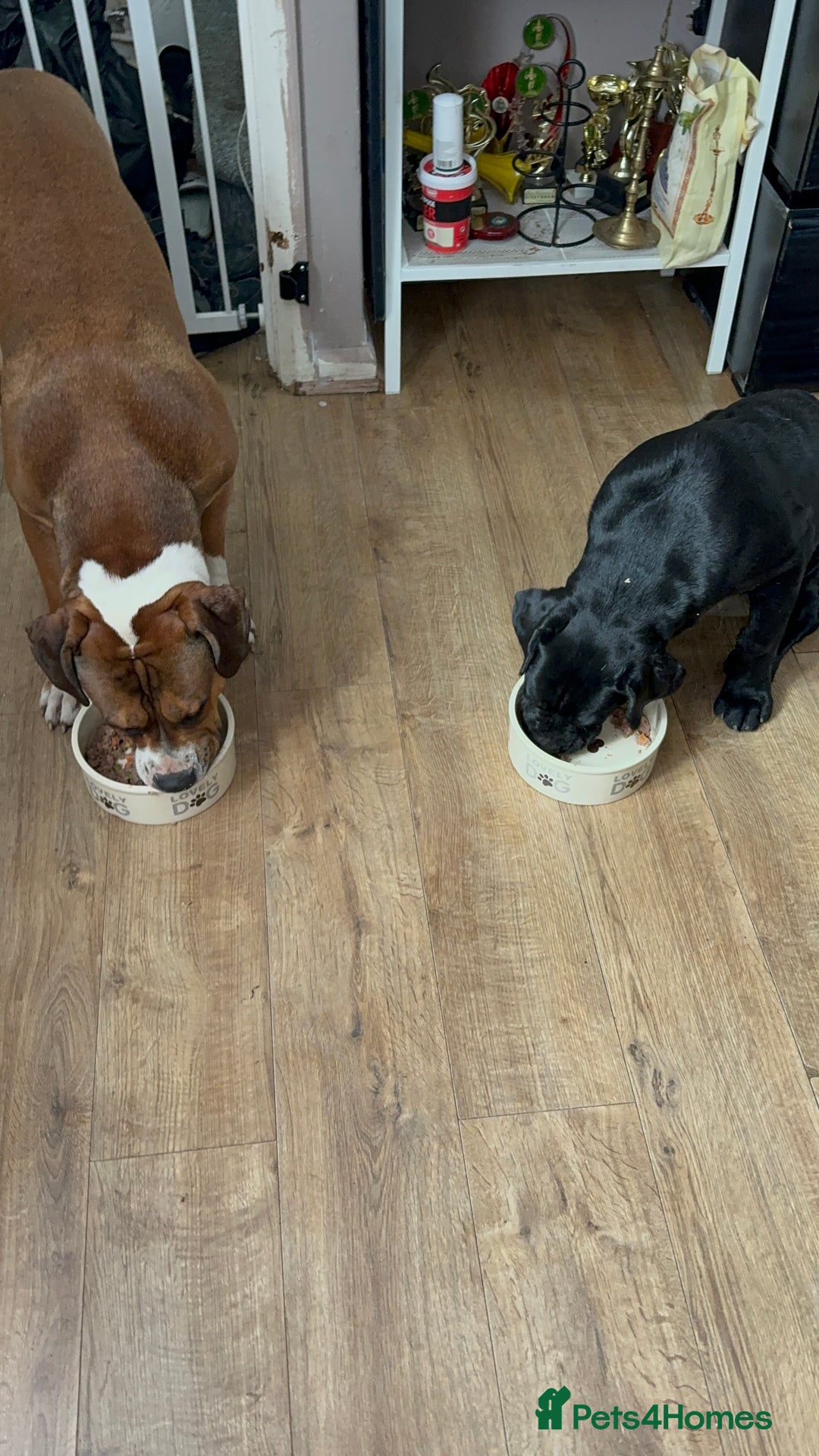 Mixed Breed dogs for sale: Presa canario rottweiler - Advert 5